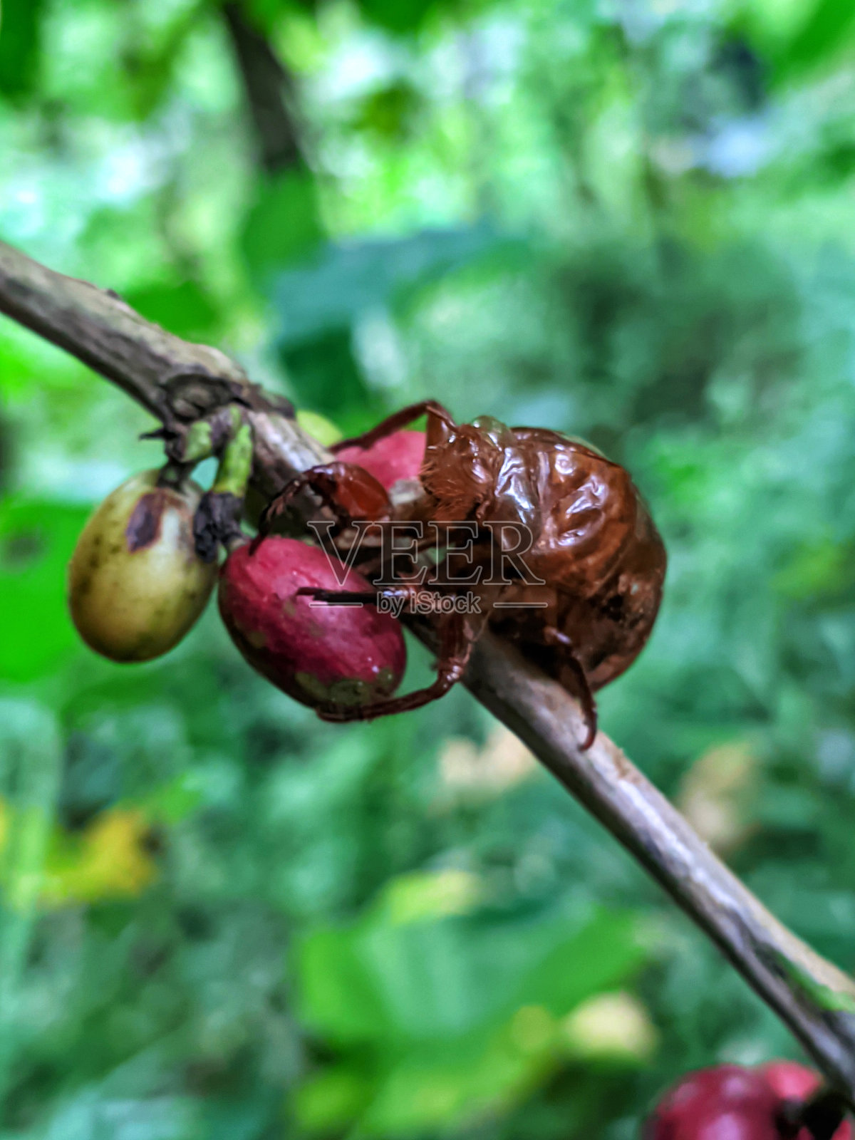 死昆虫落在森林里的咖啡浆果上照片摄影图片