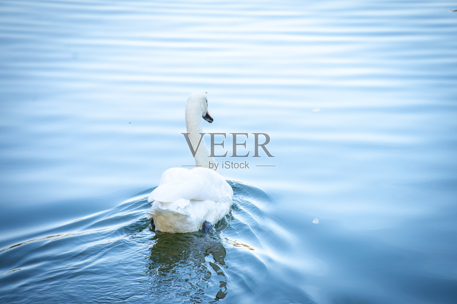 日落时分，在秋天公园的池塘里游泳的白天鹅。照片摄影图片