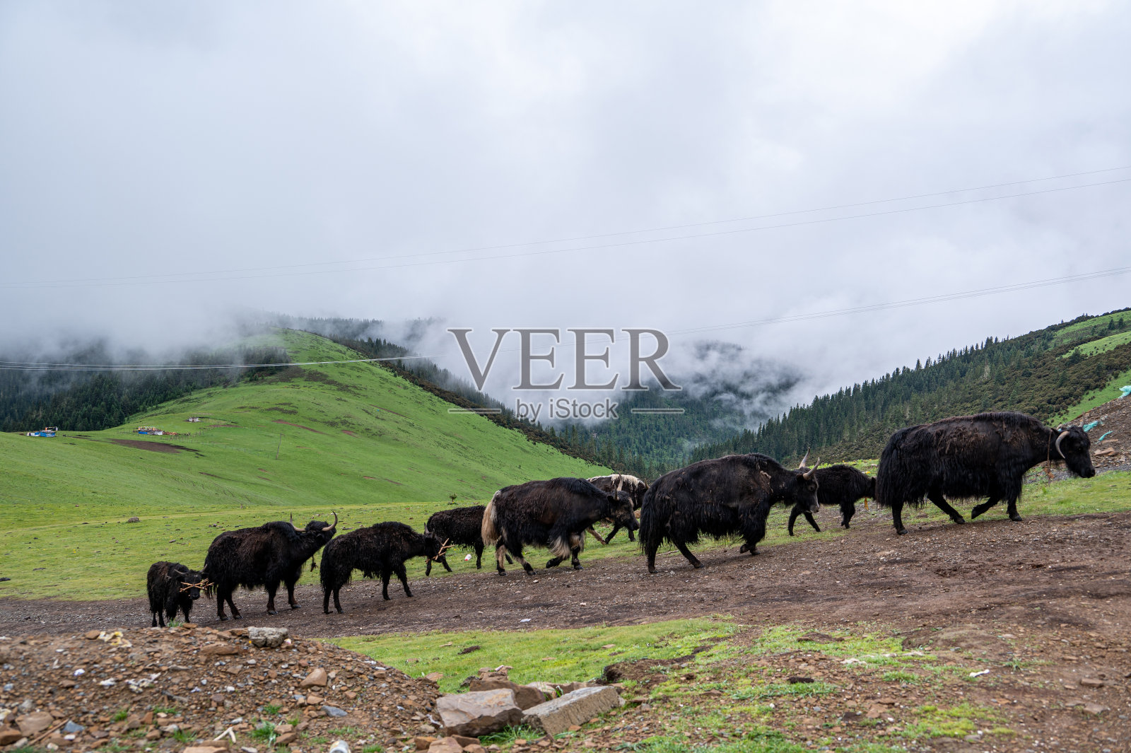在多云的高原绿色草原上消费牲畜照片摄影图片