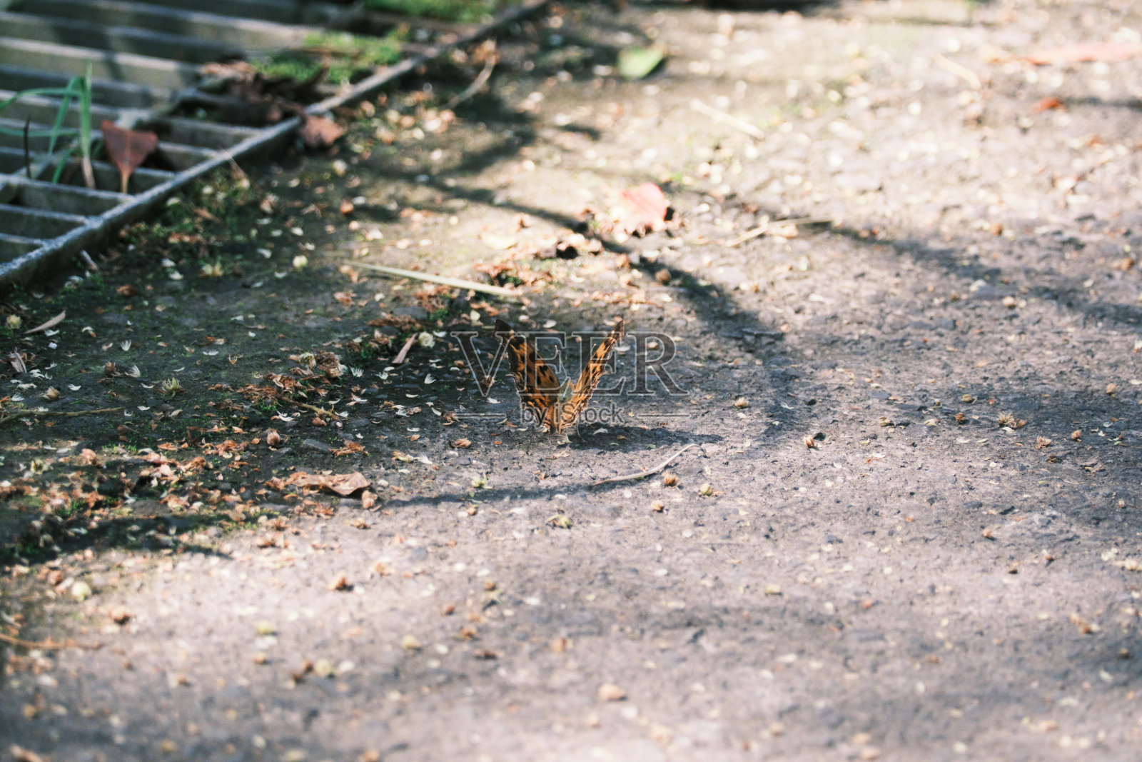 一只蝴蝶的蝴蝶栖息在路边照片摄影图片