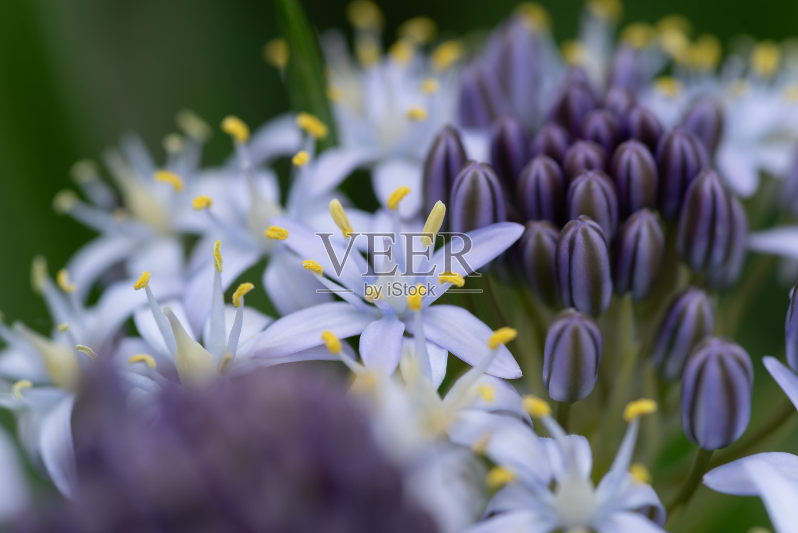 用微距镜头拍摄花朵照片摄影图片