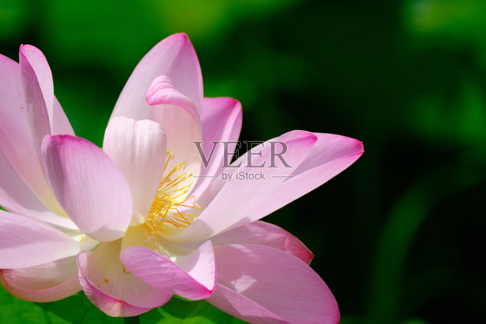 可爱的粉色Oga荷花照片摄影图片
