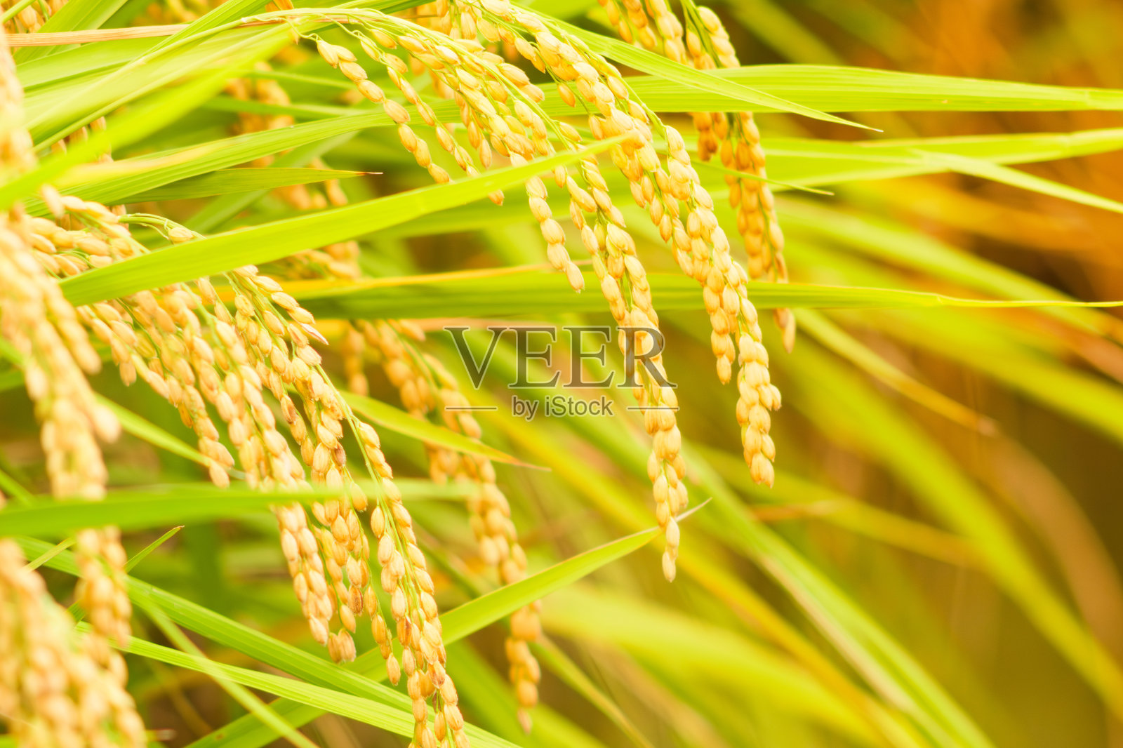 金黄色的稻穗生长在秋天的稻田里照片摄影图片