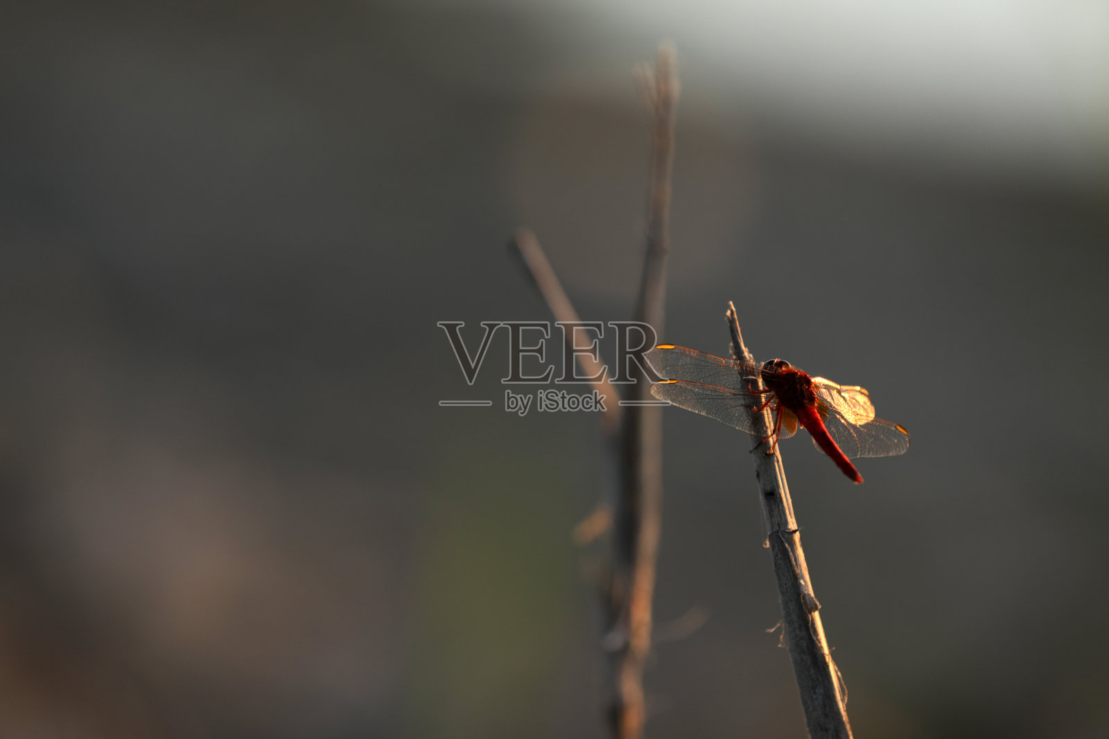 法国卡马尔格的红蜻蜓照片摄影图片