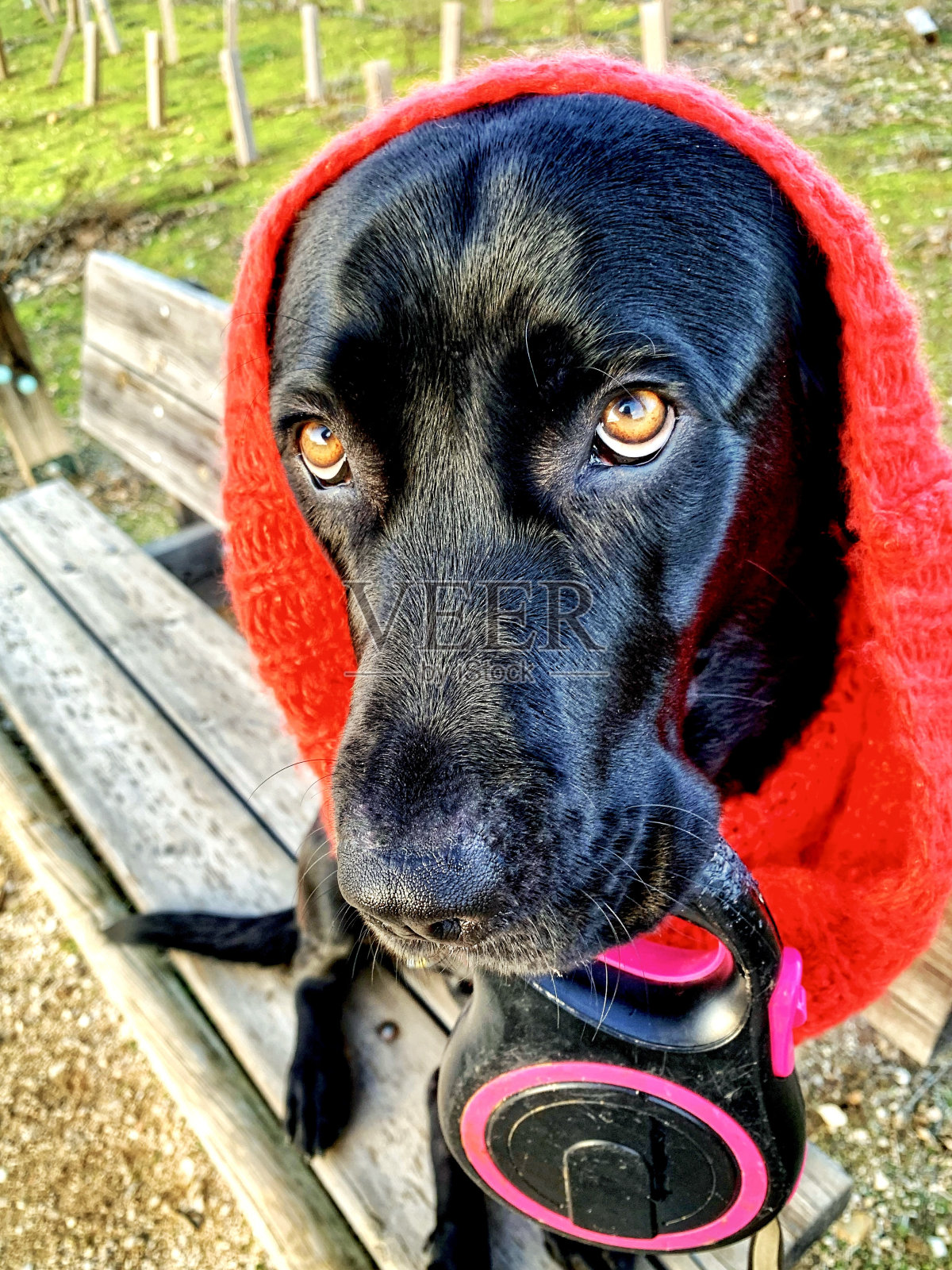 黑色拉布拉多猎犬照片摄影图片