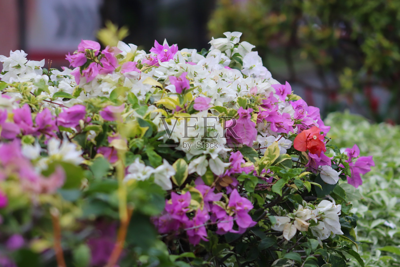 照片的道路，铁木桥照片摄影图片