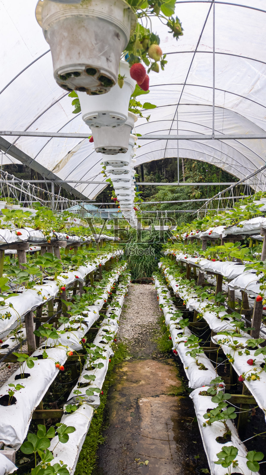 金马仑高地草莓农场的小径。照片摄影图片
