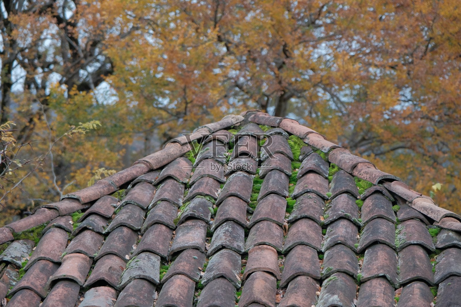 秋季背景：长满苔藓的旧瓦屋顶与黄色秋叶背景。具有秋季氛围的自然背景照片摄影图片