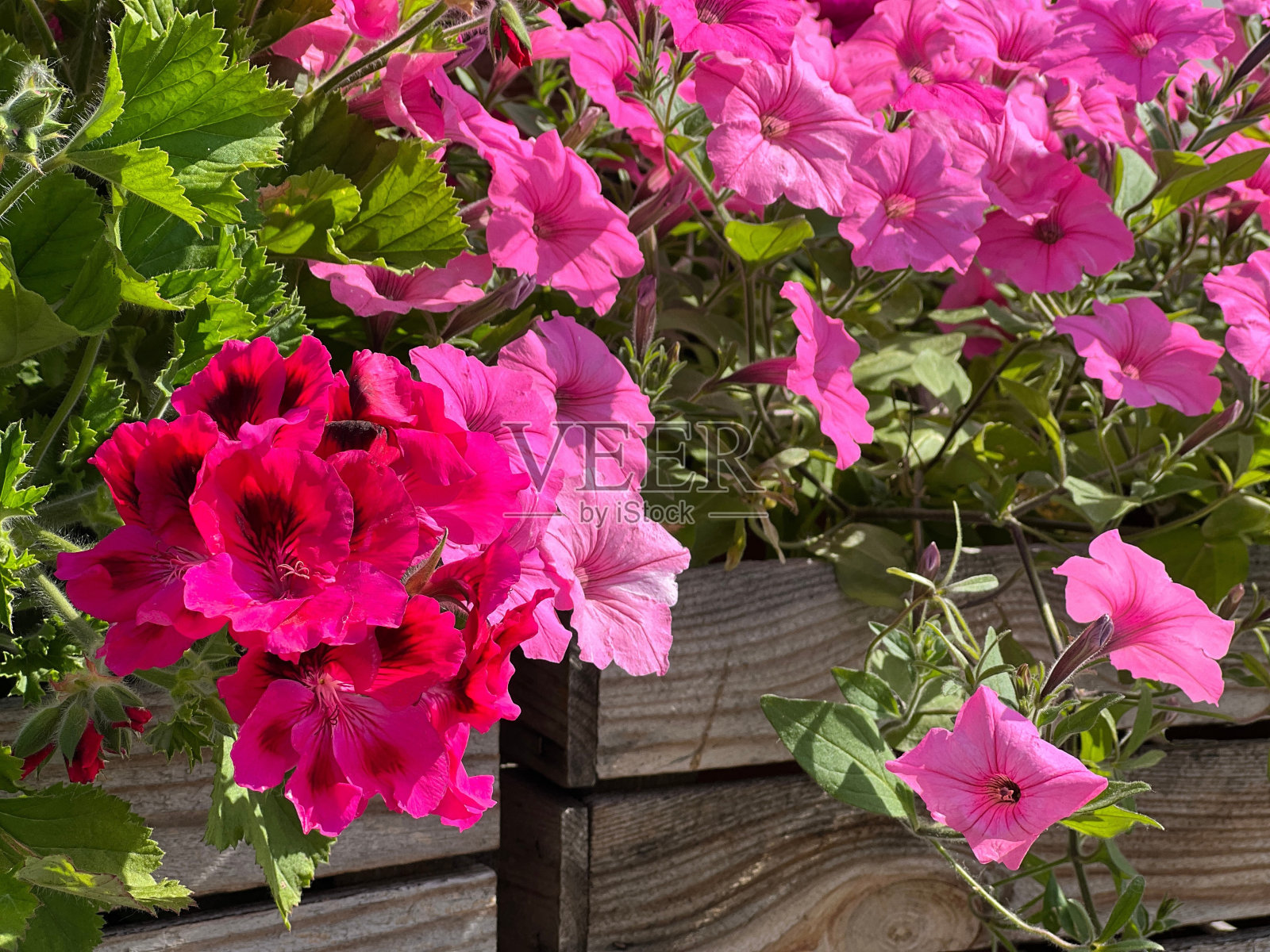 粉红色花牵牛花和天竺葵植物照片摄影图片
