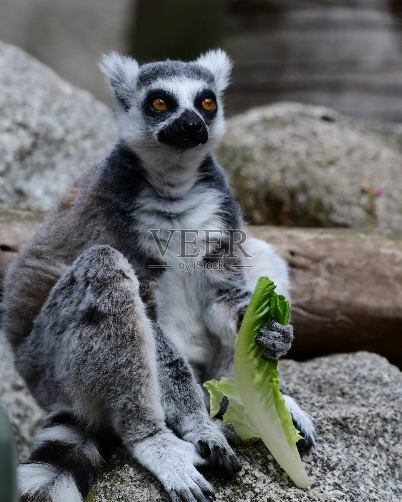 狐猴照片摄影图片