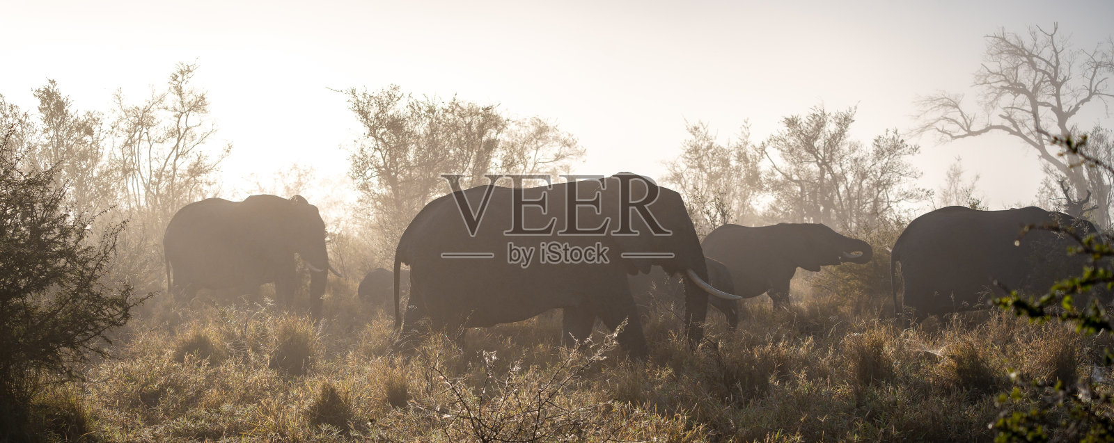 南非克鲁格国家公园的非洲象特写照片摄影图片