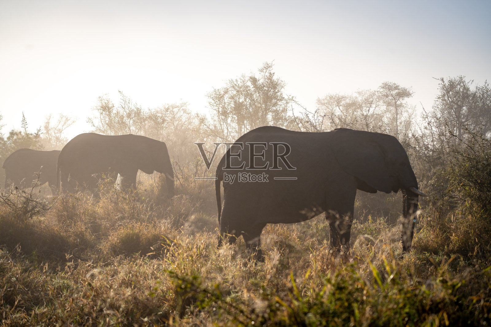南非克鲁格国家公园的非洲象特写照片摄影图片