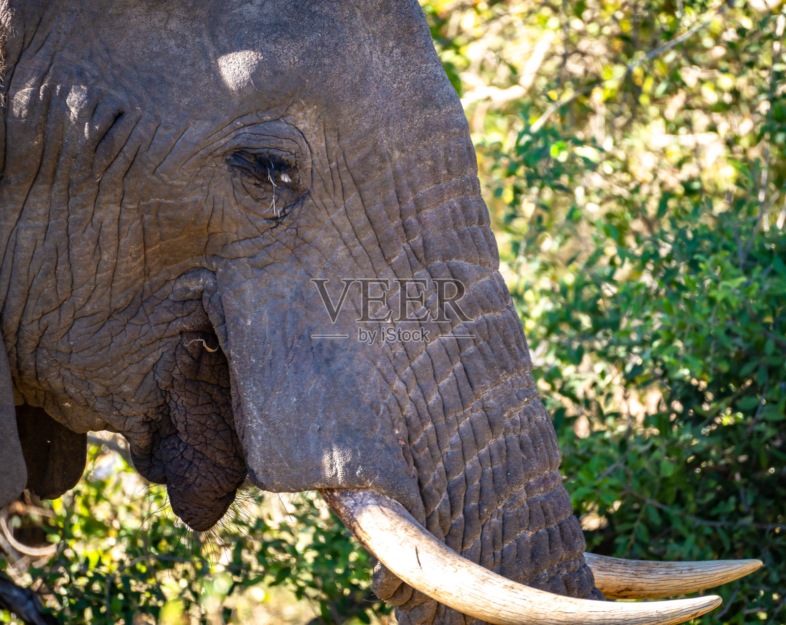 南非克鲁格国家公园的非洲象特写照片摄影图片