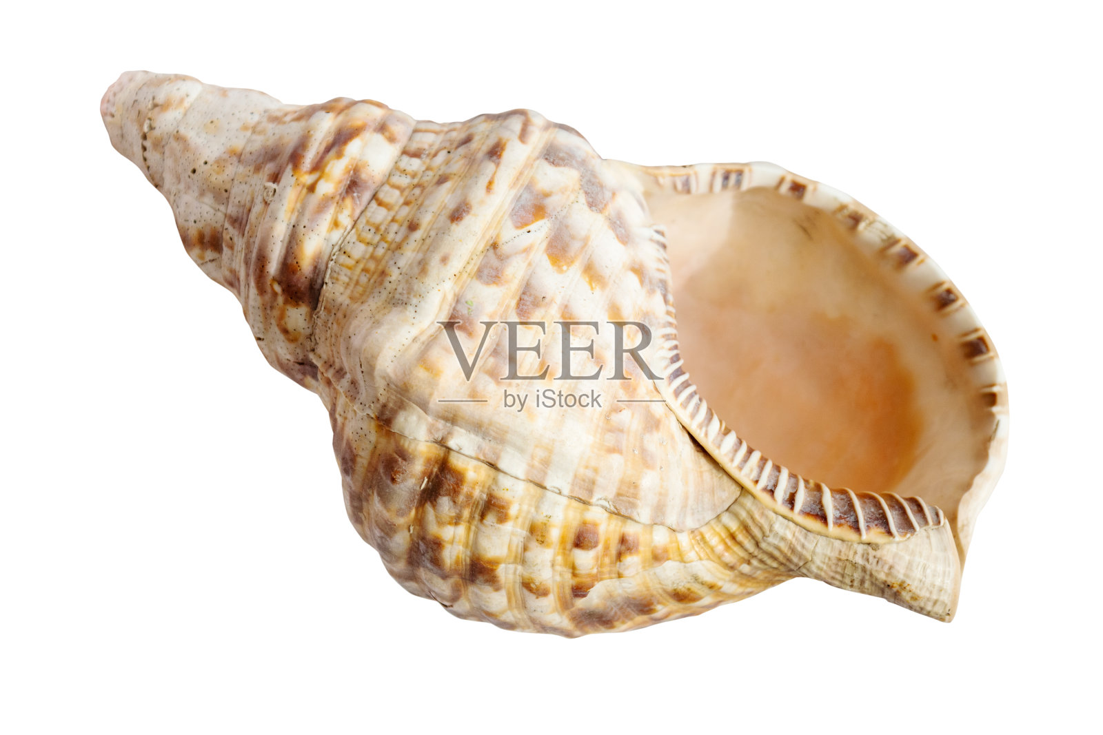 分离的查罗尼软体动物的空贝壳照片摄影图片