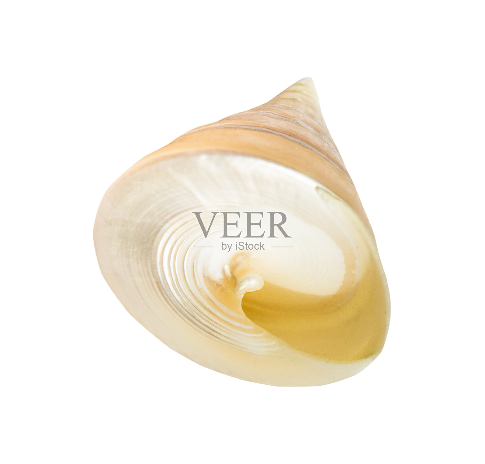 白色上孤立的海蜗牛的空螺旋壳照片摄影图片