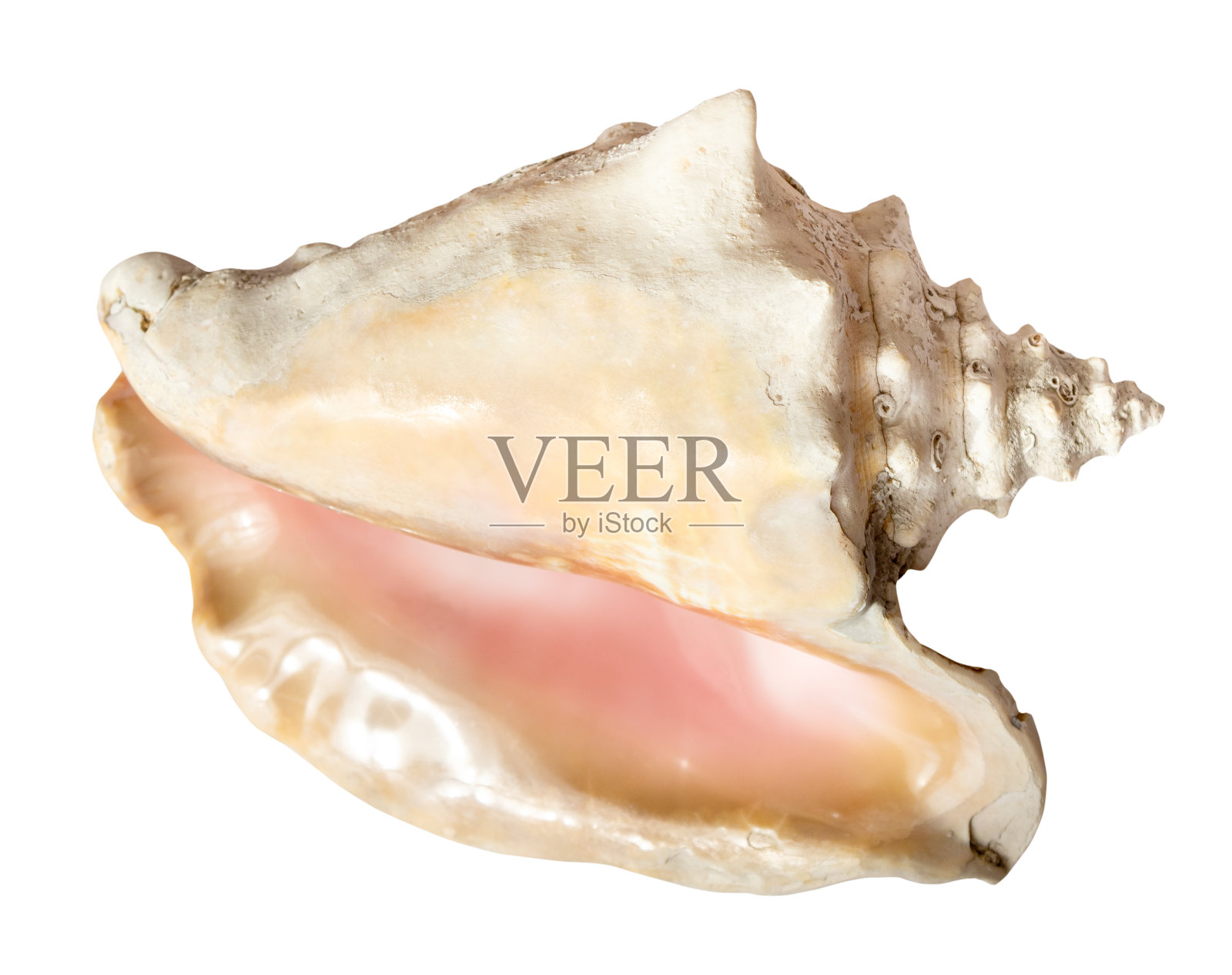 白面孤立的软体动物的空海螺照片摄影图片