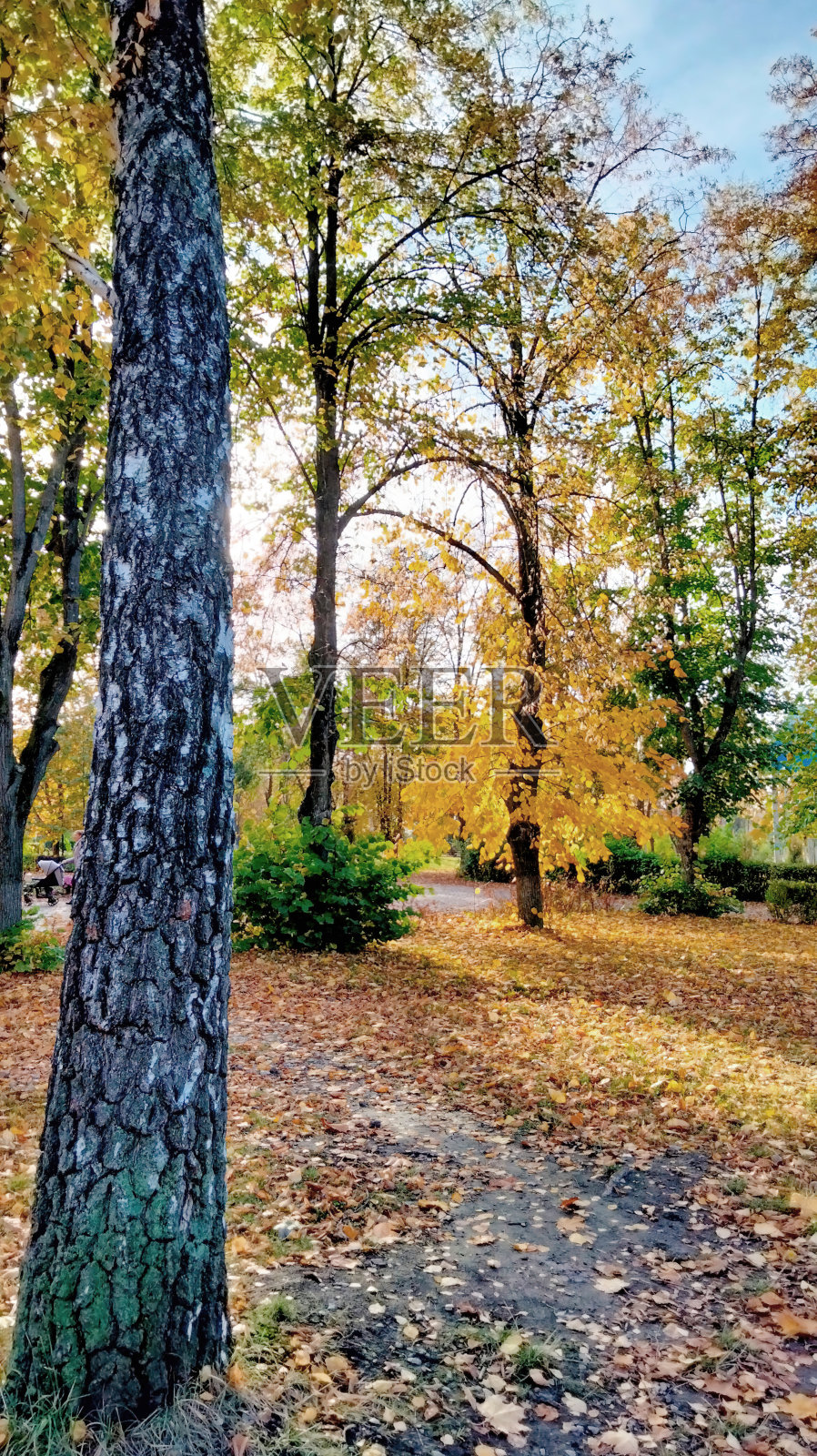 秋天。五彩缤纷的枫叶躺在草地上。秋天落叶的彩色背景图像，适合季节性使用照片摄影图片