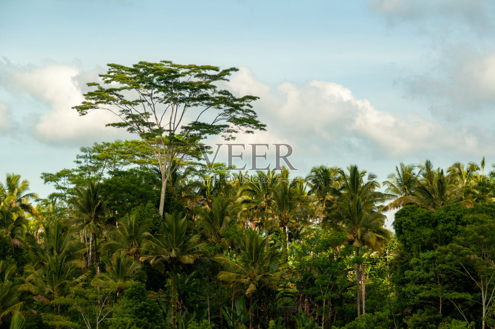 巴厘岛热带雨林照片摄影图片