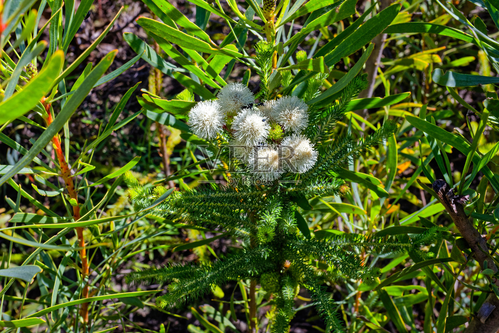 白色的球形花在菊属灌木上照片摄影图片