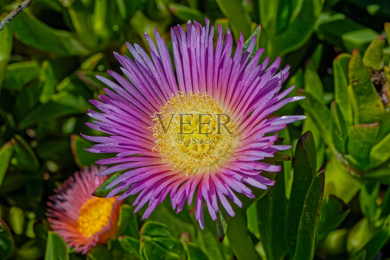 鲜艳的紫色和红色的冰植物特写照片摄影图片