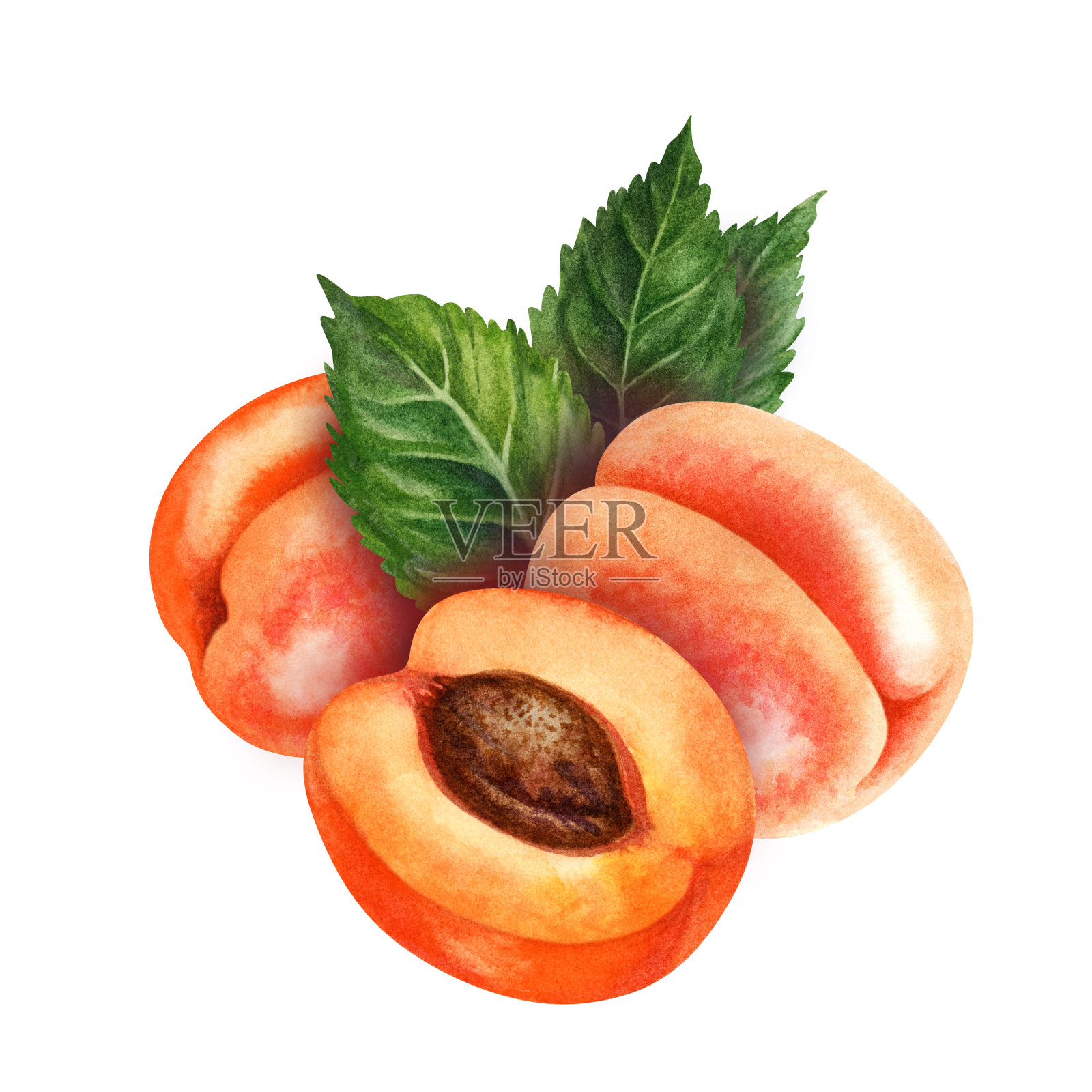 水彩画亮橙色杏与绿叶插画图片素材