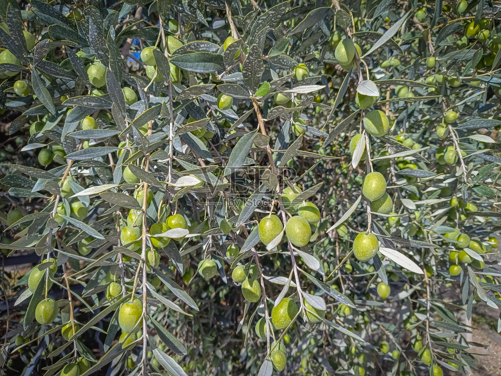 橄榄树上的绿橄榄特写照片摄影图片