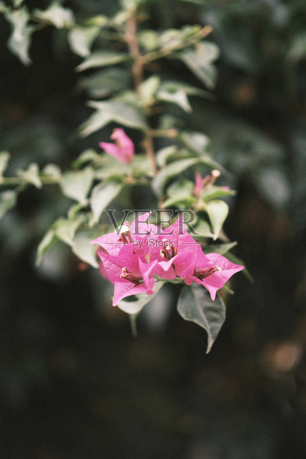 枝与紫罗兰花与模糊的背景。照片摄影图片