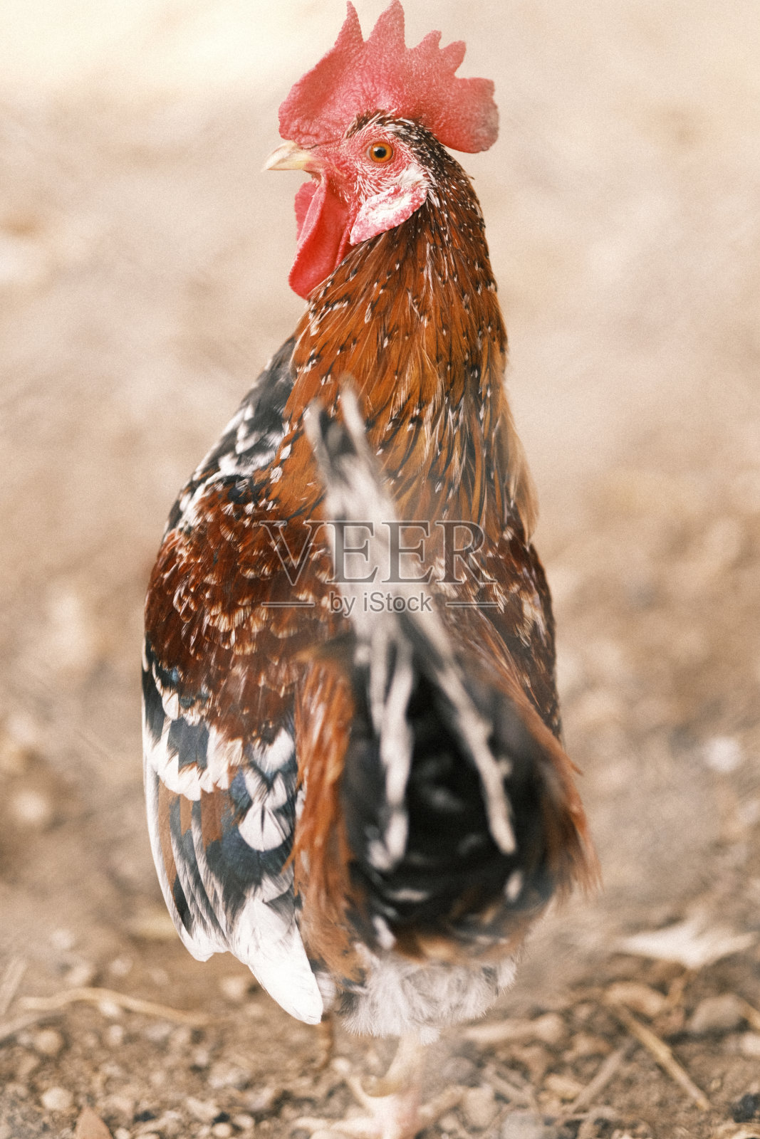 一只放养公鸡的特写镜头照片摄影图片