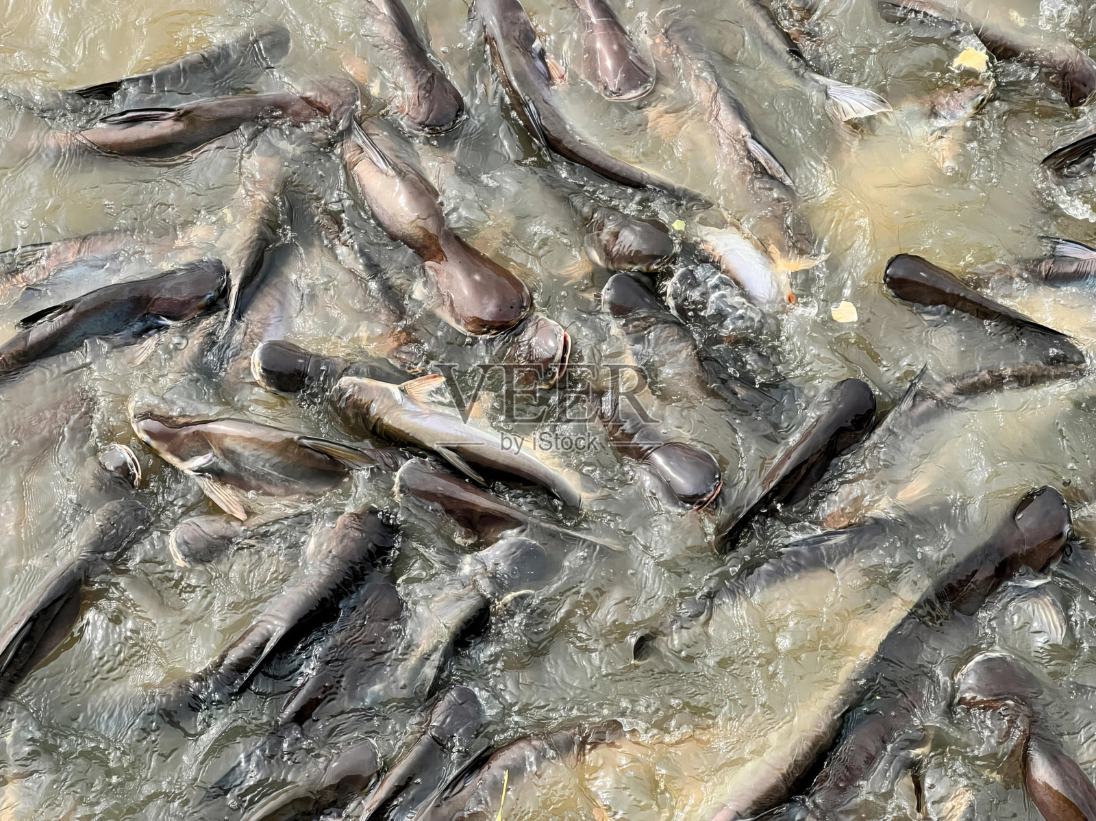 水里有大量的鱼。照片摄影图片