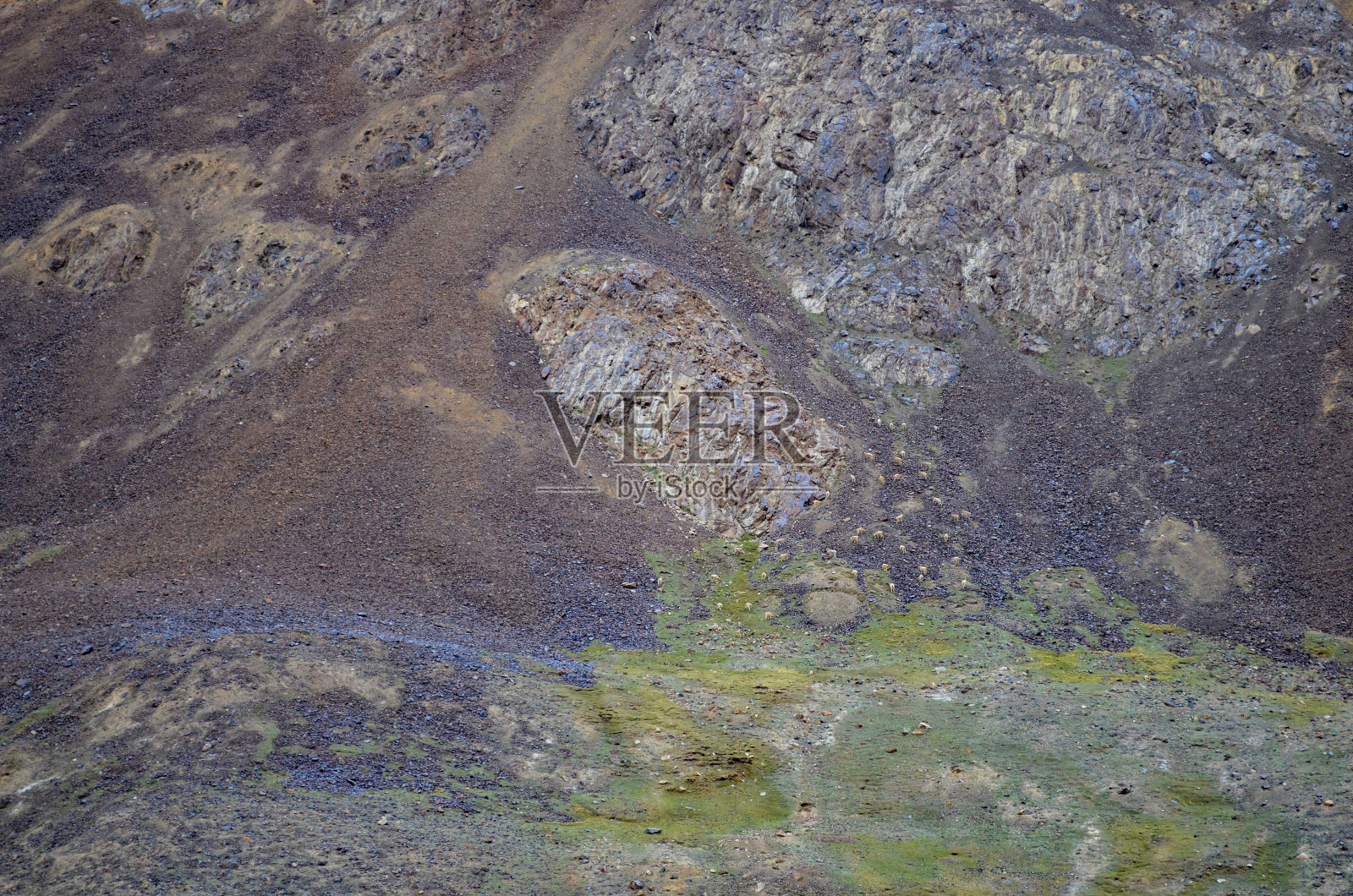 巴基斯坦北部野生动物:牦牛，喜马拉雅野山羊和金土拨鼠照片摄影图片