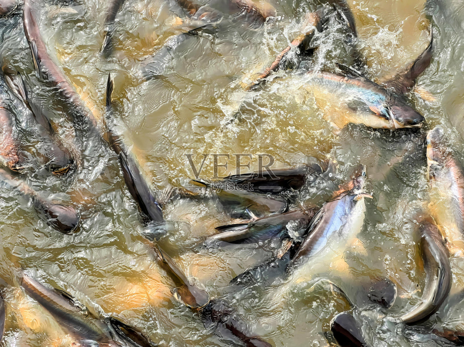 大量的鱼在河里游泳。照片摄影图片