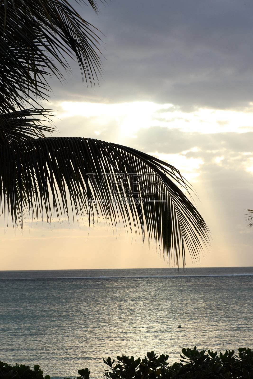 棕榈树和大海照片摄影图片