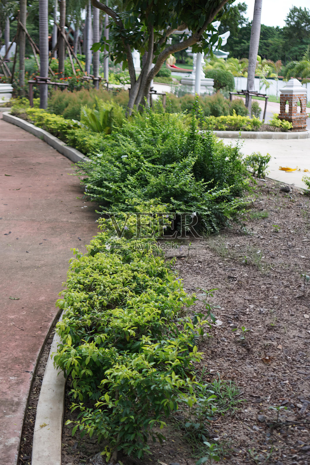 花园里的植物和灌木。照片摄影图片