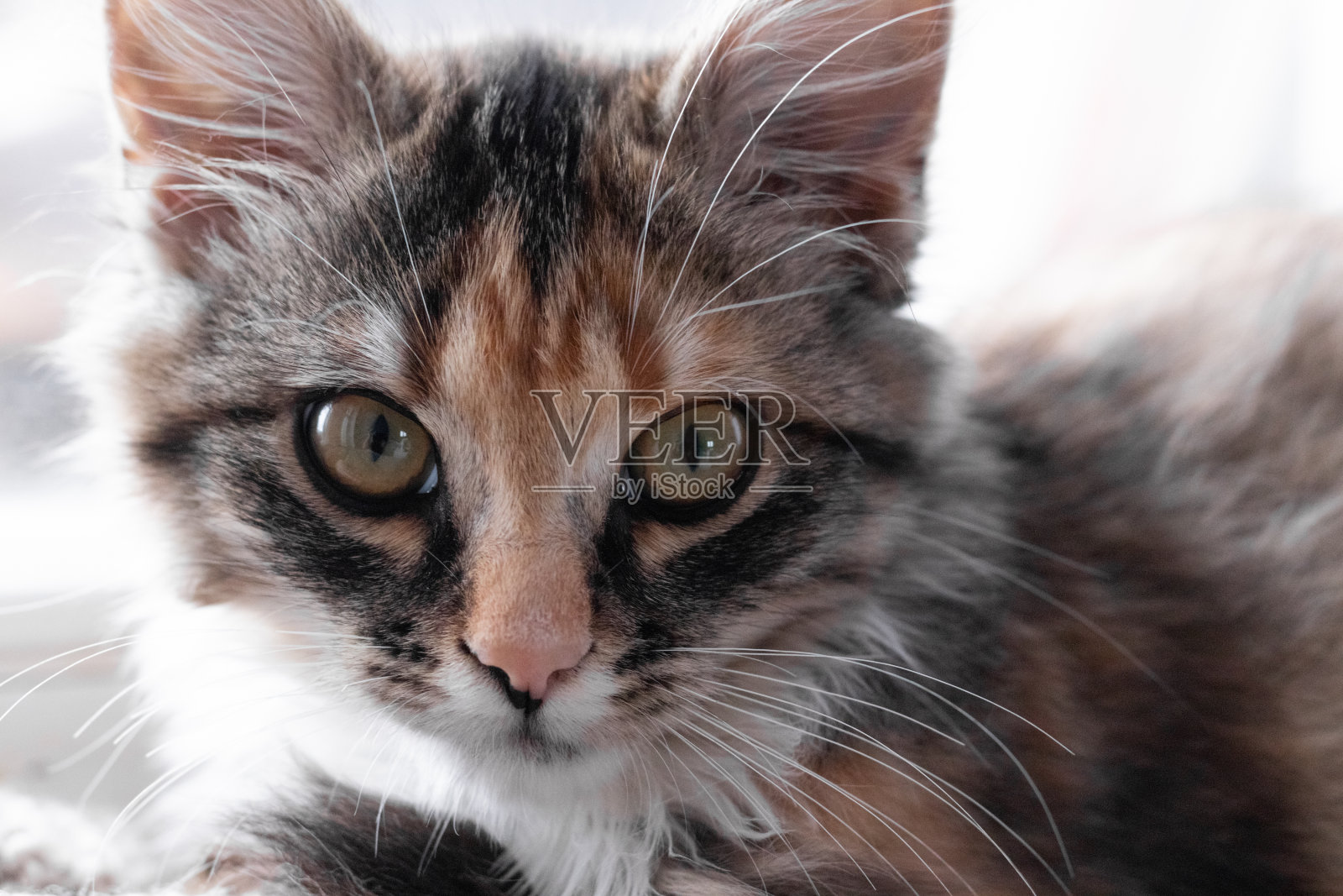 一只条纹猫在窗台上休息。一只毛茸茸的小猫躺在毯子上看着镜头。照片摄影图片