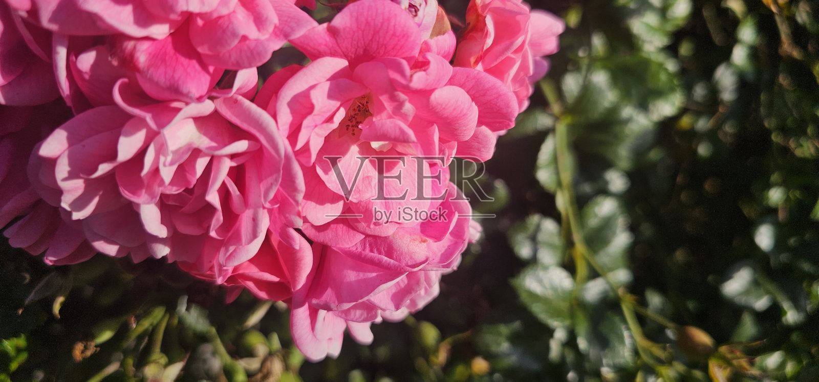 大马士革玫瑰照片摄影图片