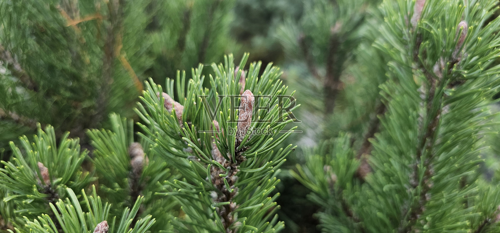 室外有球果的针叶树，特写照片摄影图片