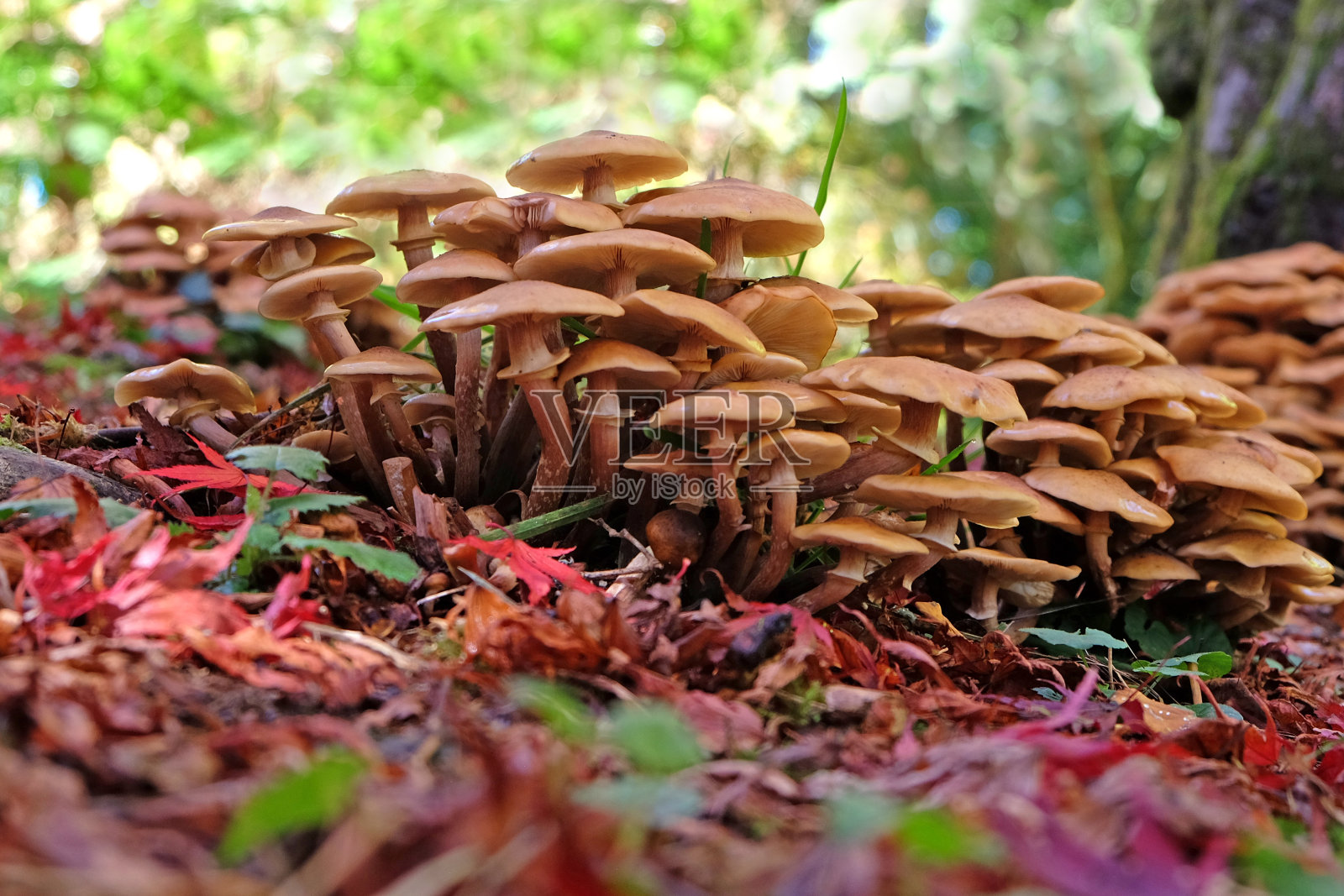 秋天，在日本土地上的落叶堆中生长着蜂蜜蘑菇照片摄影图片