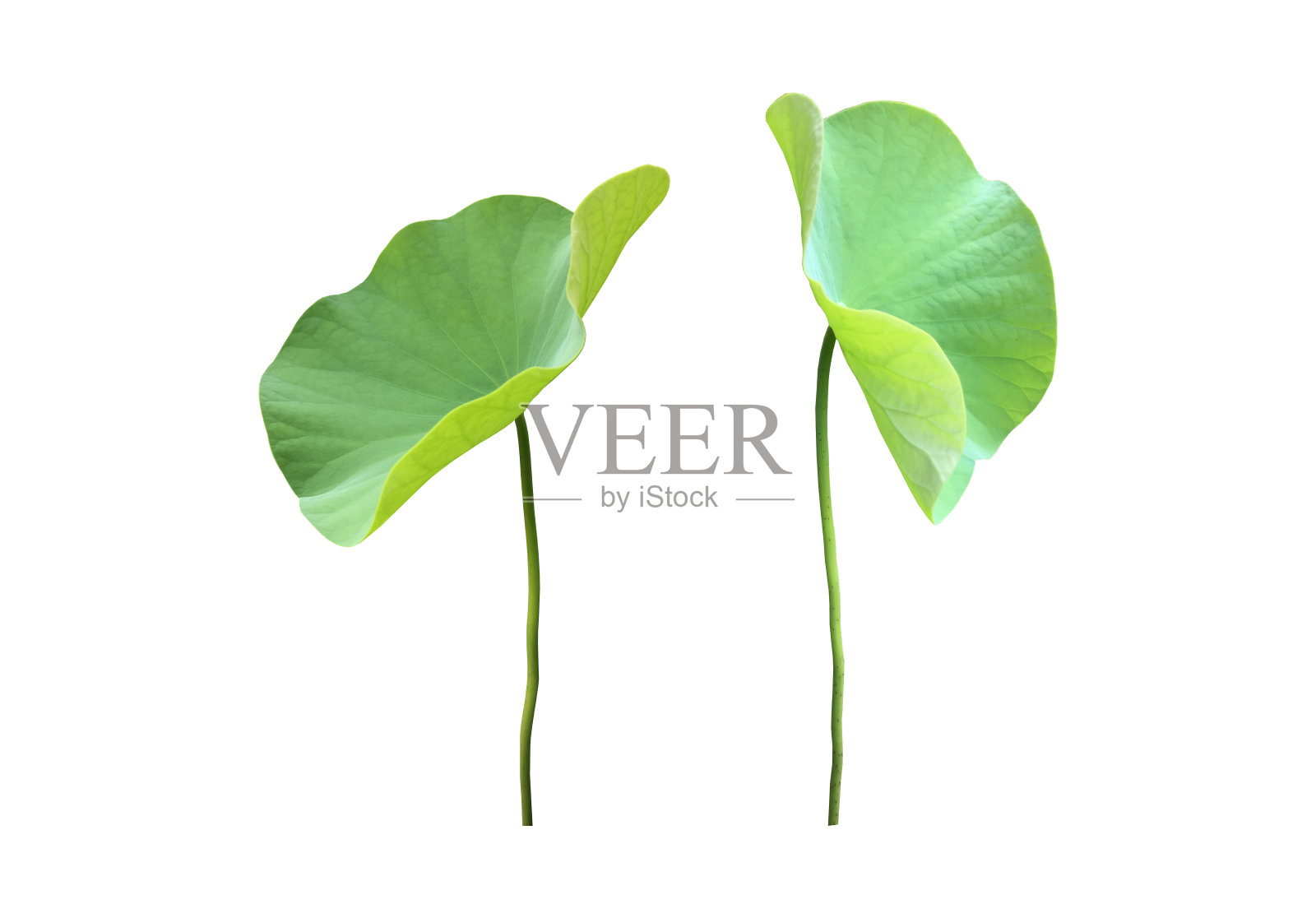 荷叶照片摄影图片