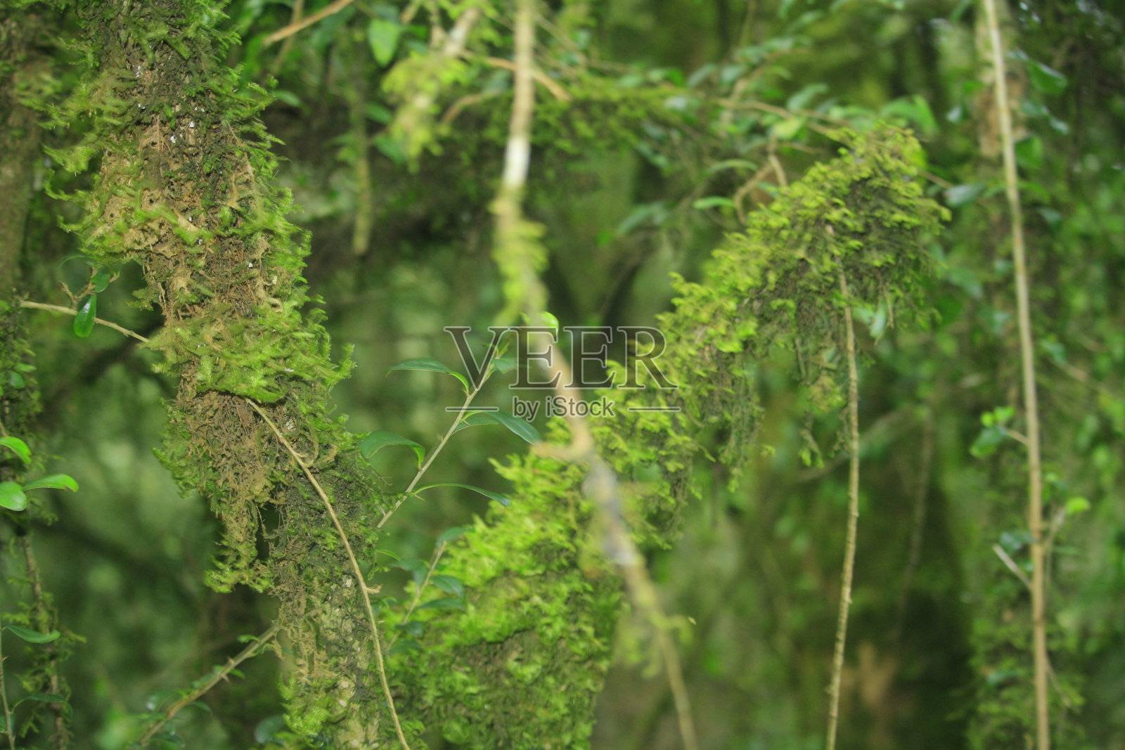 美丽的森林照片摄影图片