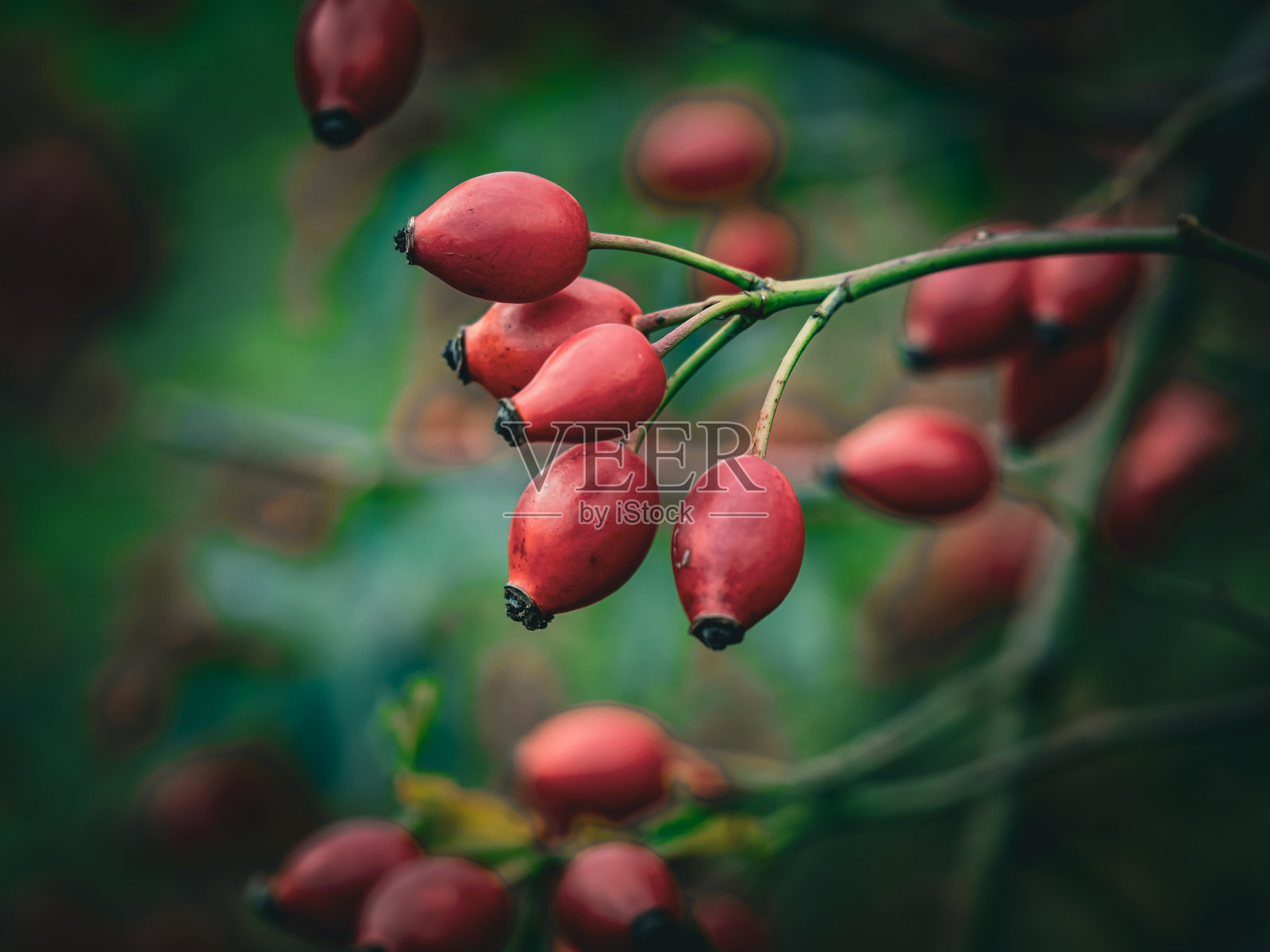 玫瑰果照片摄影图片