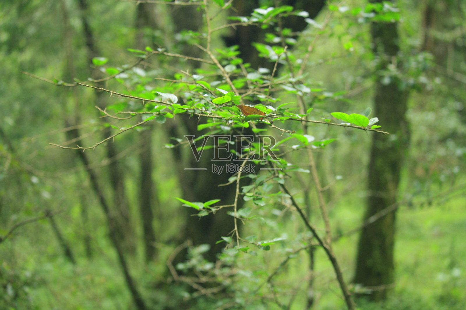 美丽的树枝照片摄影图片