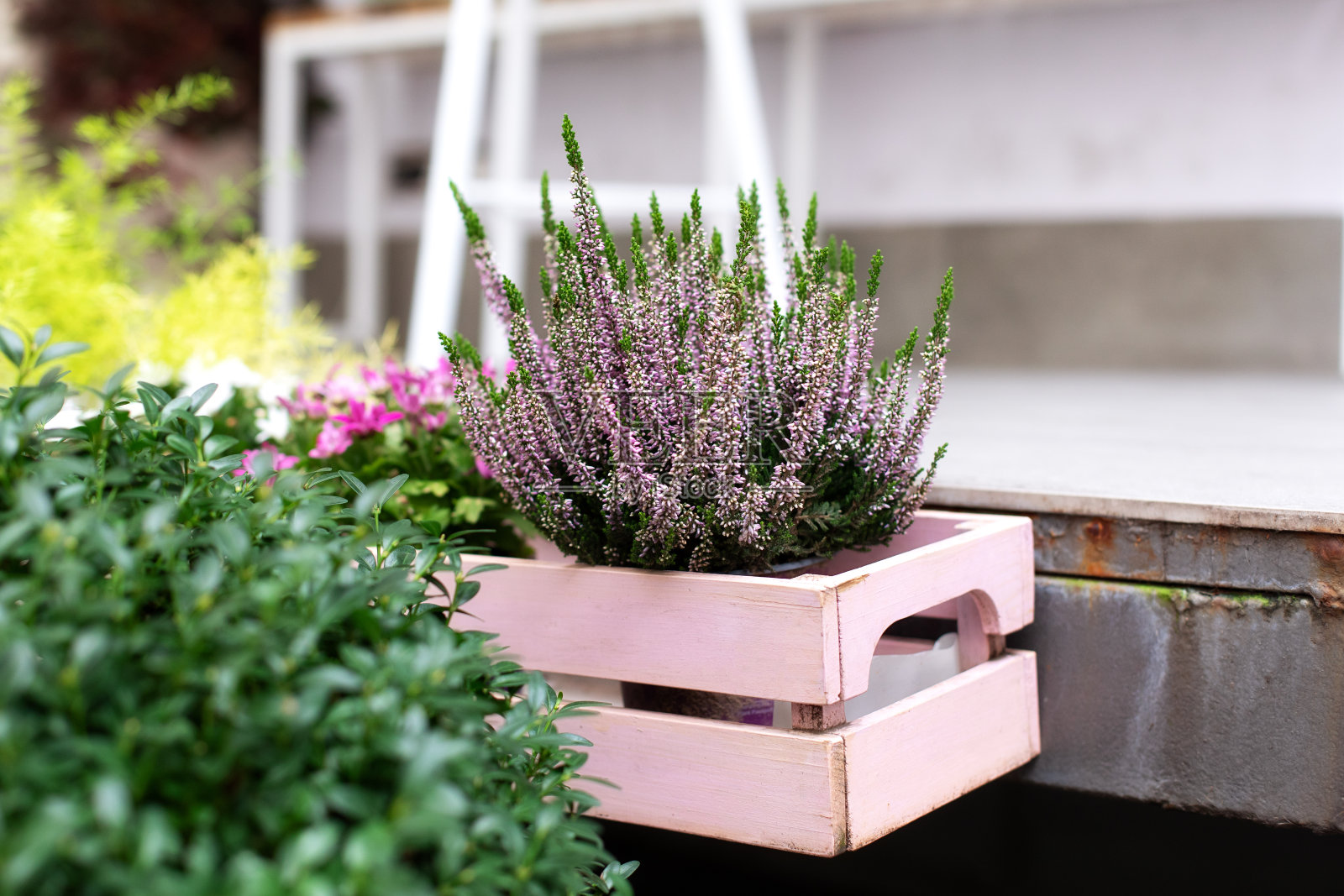 装饰性花园开花植物。石南紫罗兰愈伤组织装饰露台家。石南花盛开的小粉红色的花在篮子里。花店花盆里盛开的石楠花。照片摄影图片
