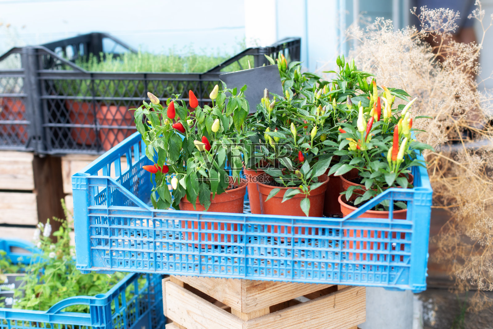 不同的辣椒植物，黄色，红色的果实。装饰性的彩色小墨西哥辣椒生长在家庭迷你花园的花盆里。灌木树枝上成熟的辣椒。家庭园艺。甜椒照片摄影图片