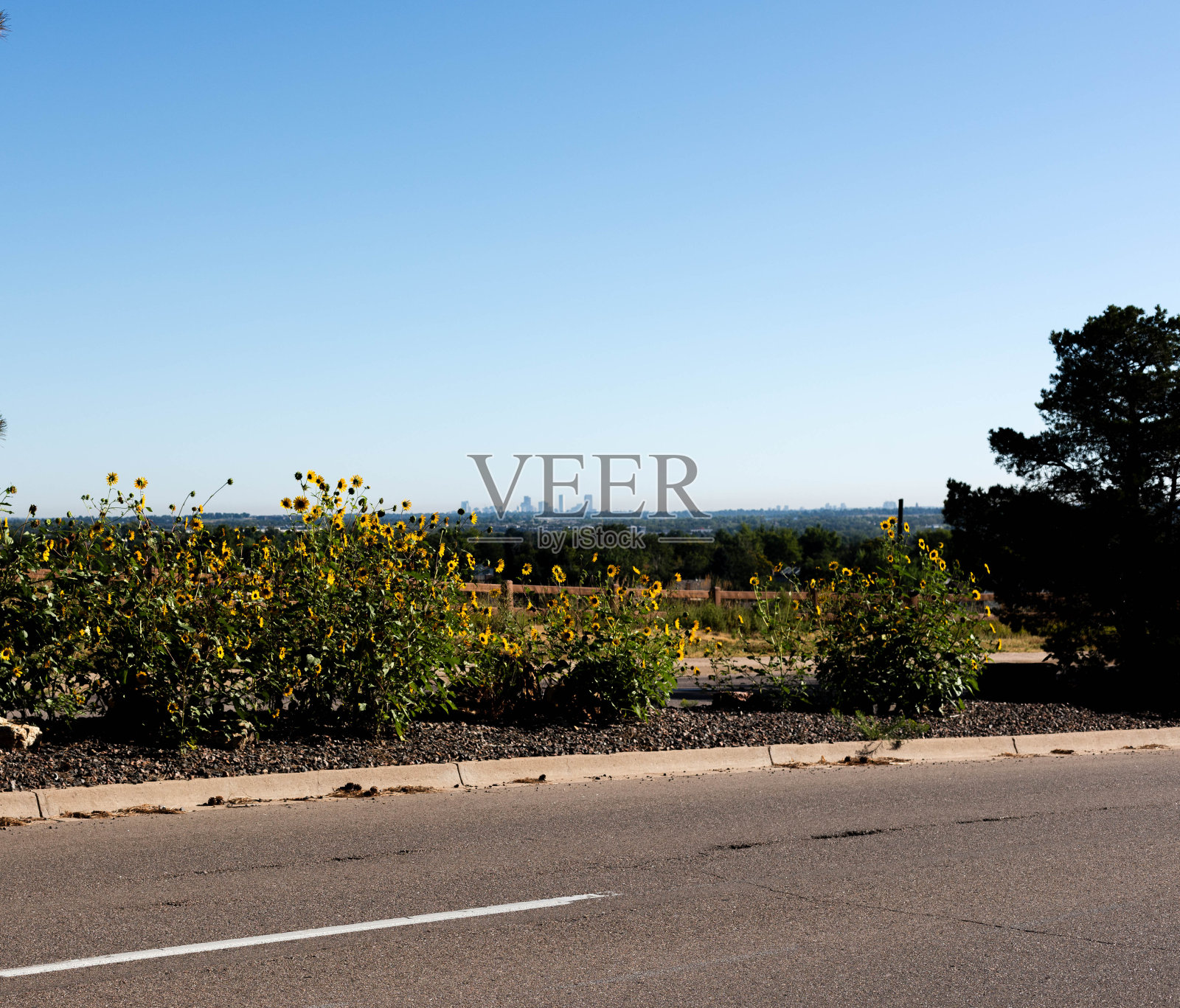 丹佛的天际线映衬着清澈的蓝天，街道中间的前景是黄色的雏菊照片摄影图片