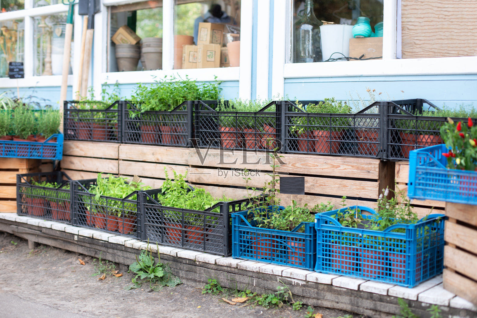 阳台上的花盆里放着新鲜的香料和香草。混合了新鲜的香草-茉莉，薄荷，百里香，罗勒。在街边花店的花盆里展示绿色的辛辣香草。花盆里的厨房草本植物。照片摄影图片
