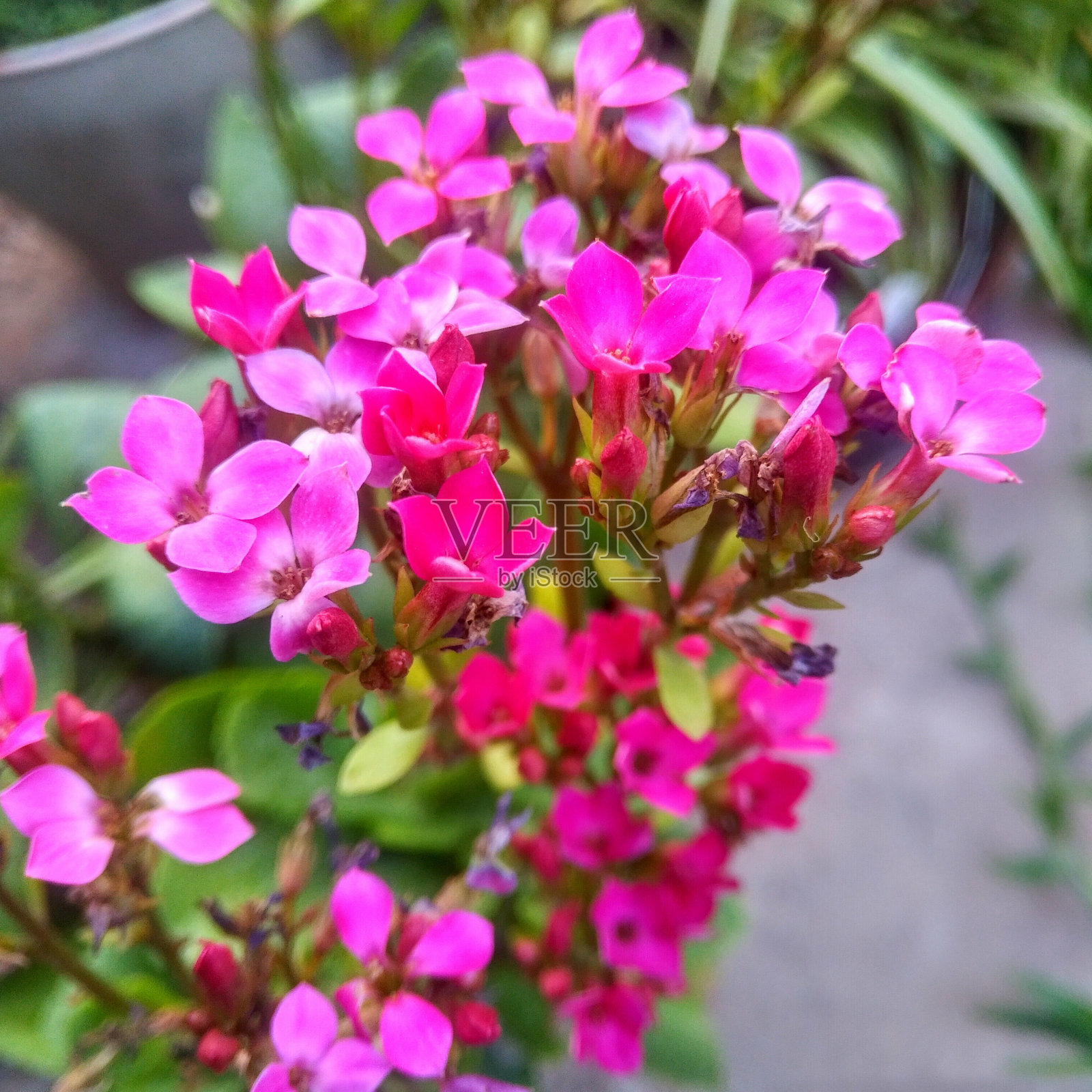 花照片摄影图片