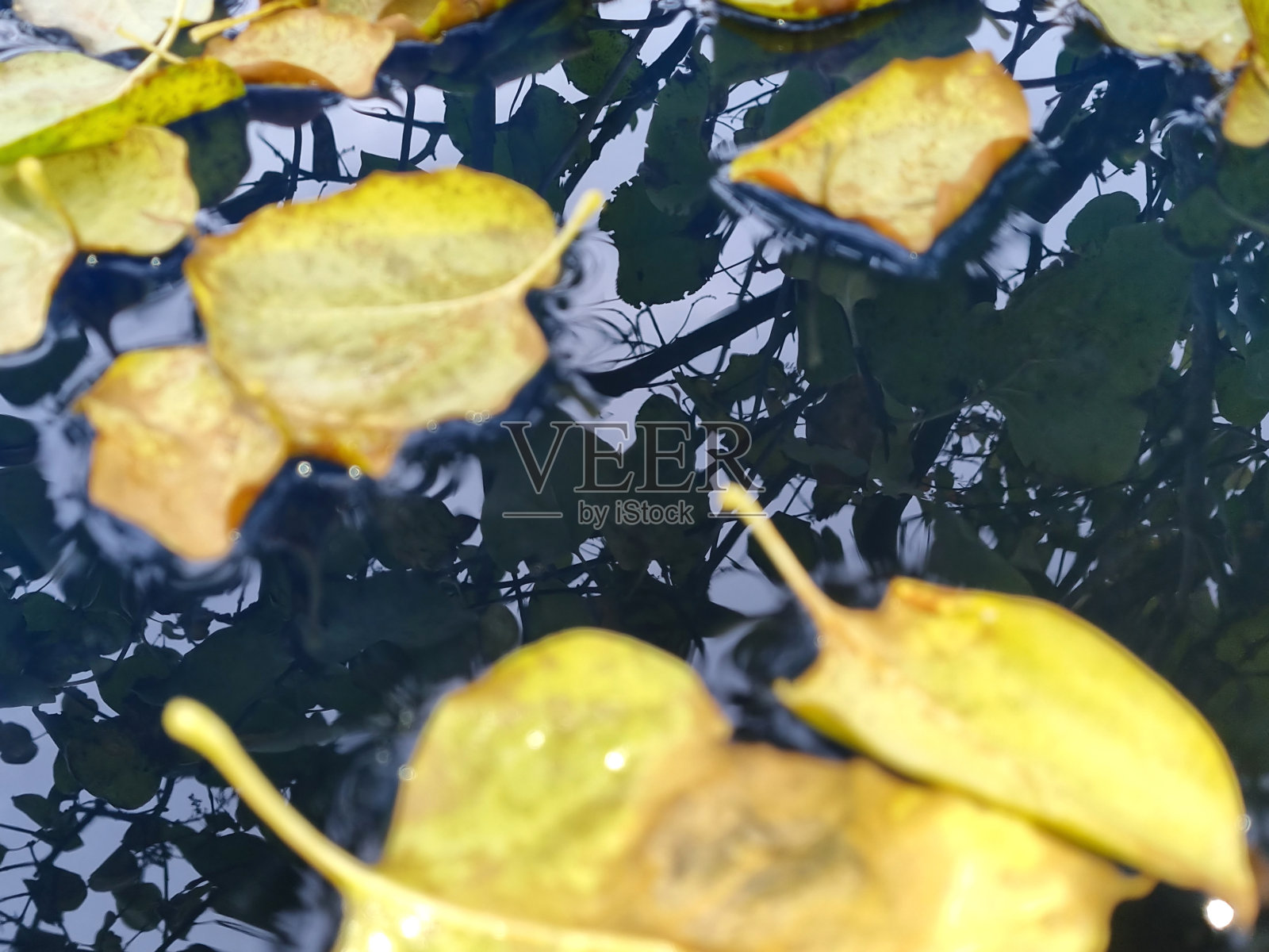 秋天的心情。黄色的秋天紫丁香叶子躺在水面上。紫丁香在水中的倒影。寒冷的太阳。有选择性的重点照片摄影图片