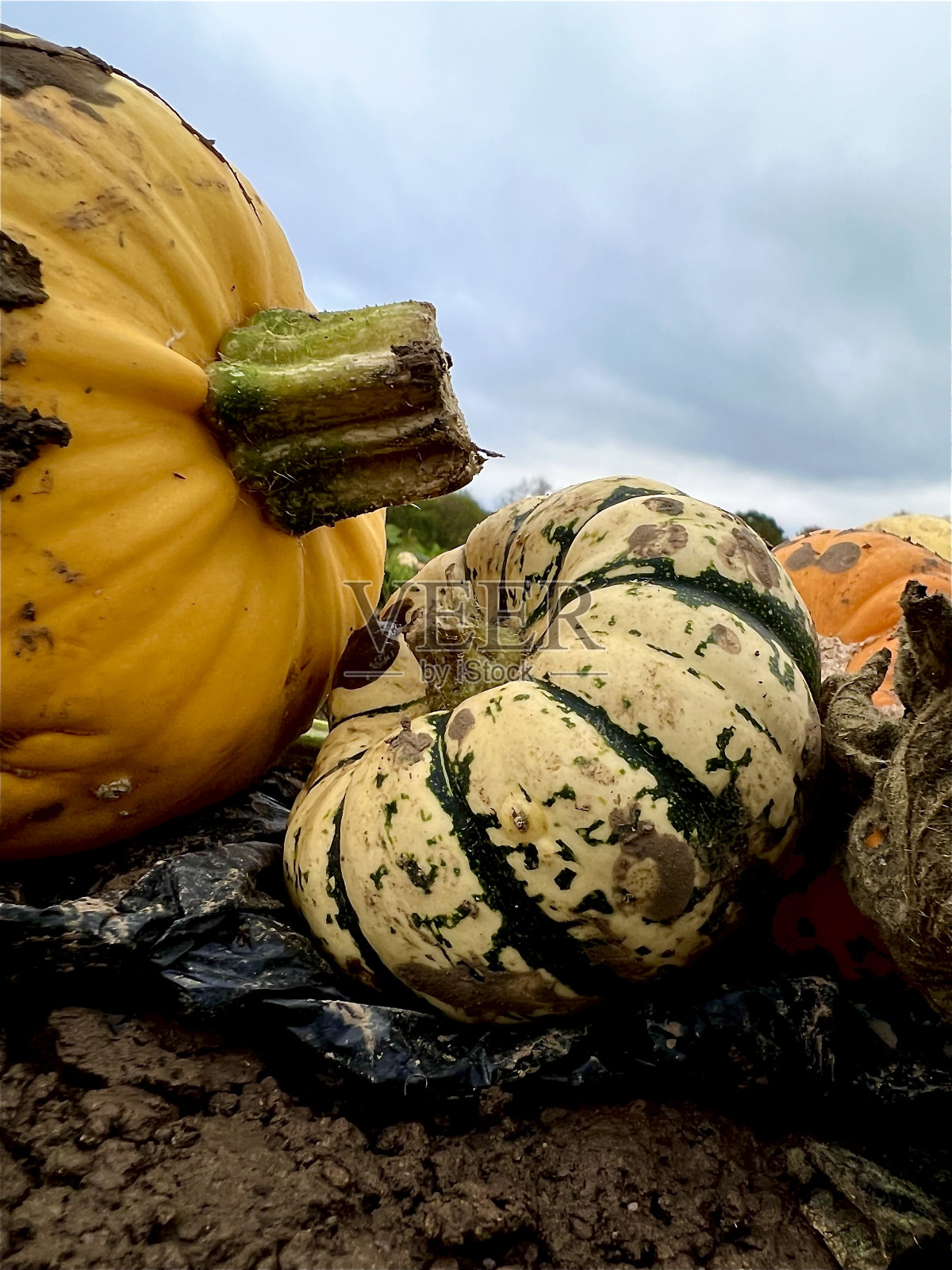 南瓜地里的南瓜照片摄影图片