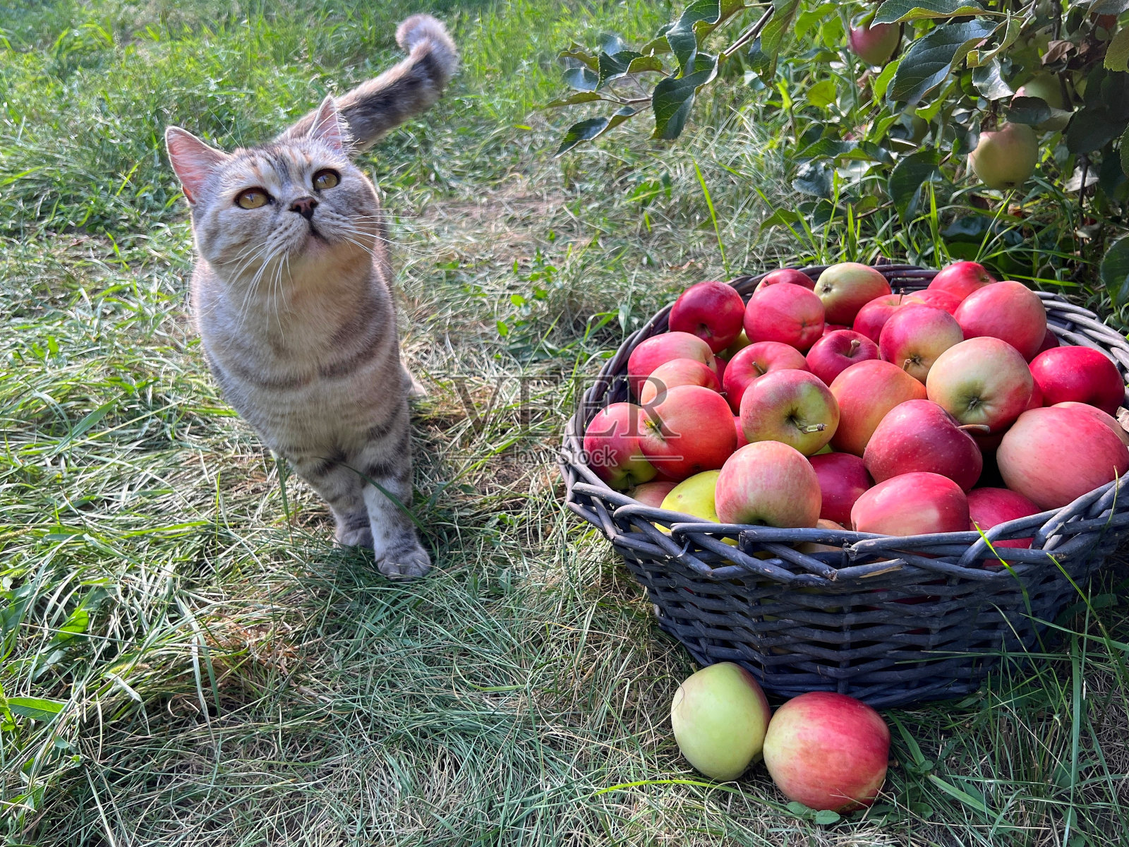 好奇的猫和果园里装着苹果的篮子。照片摄影图片