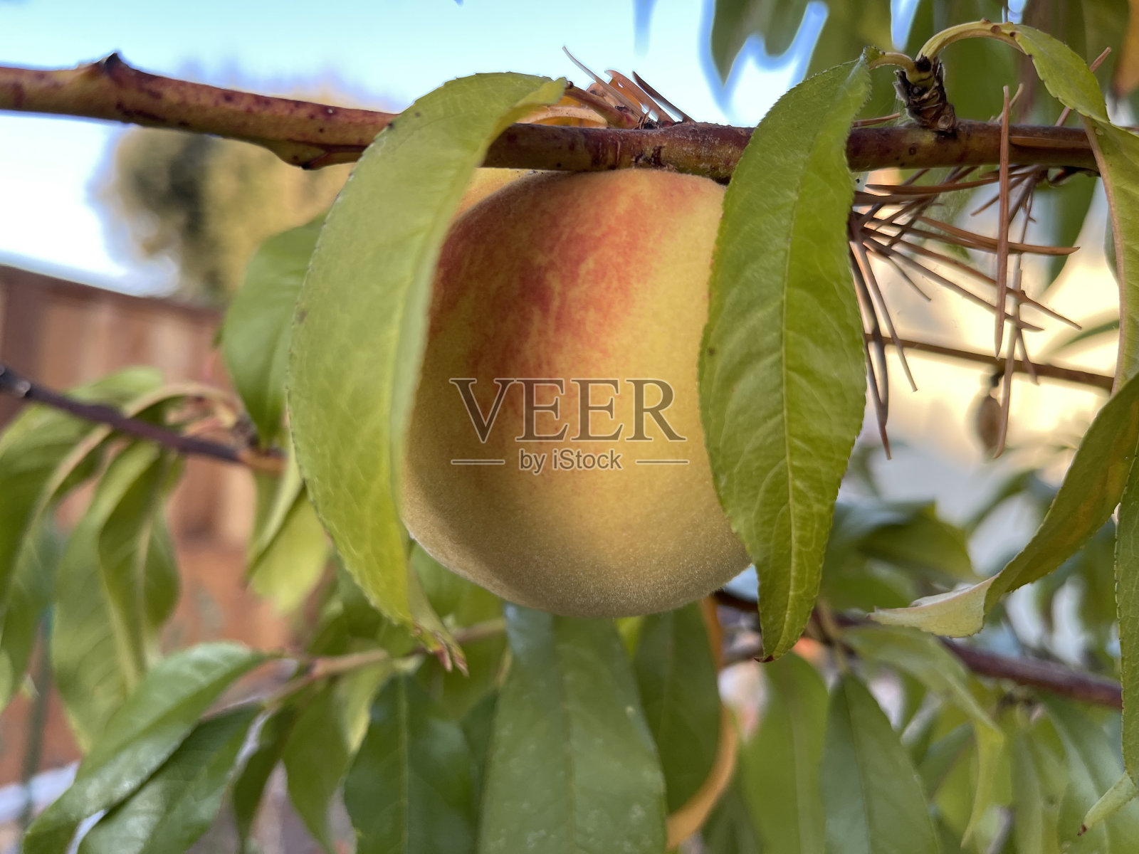 黄桃熟了照片摄影图片